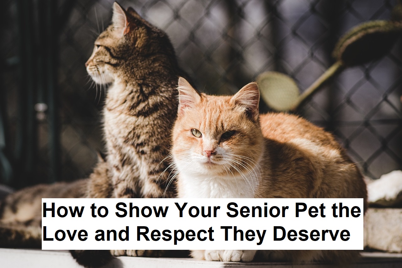 How to Show Your Senior Pet the Love and Respect They Deserve