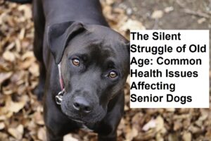 The Silent Struggle of Old Age: Common Health Issues Affecting Senior Dogs