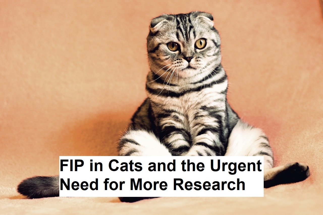 FIP in Cats and the Urgent Need for More Research