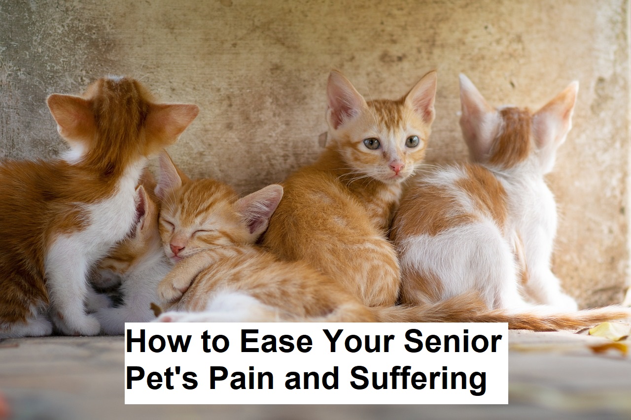 How to Ease Your Senior Pet's Pain and Suffering