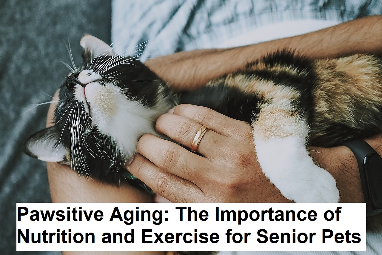 Pawsitive Aging: The Importance of Nutrition and Exercise for Senior Pets