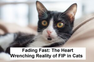 Fading Fast: The Heart-Wrenching Reality of FIP in Cats