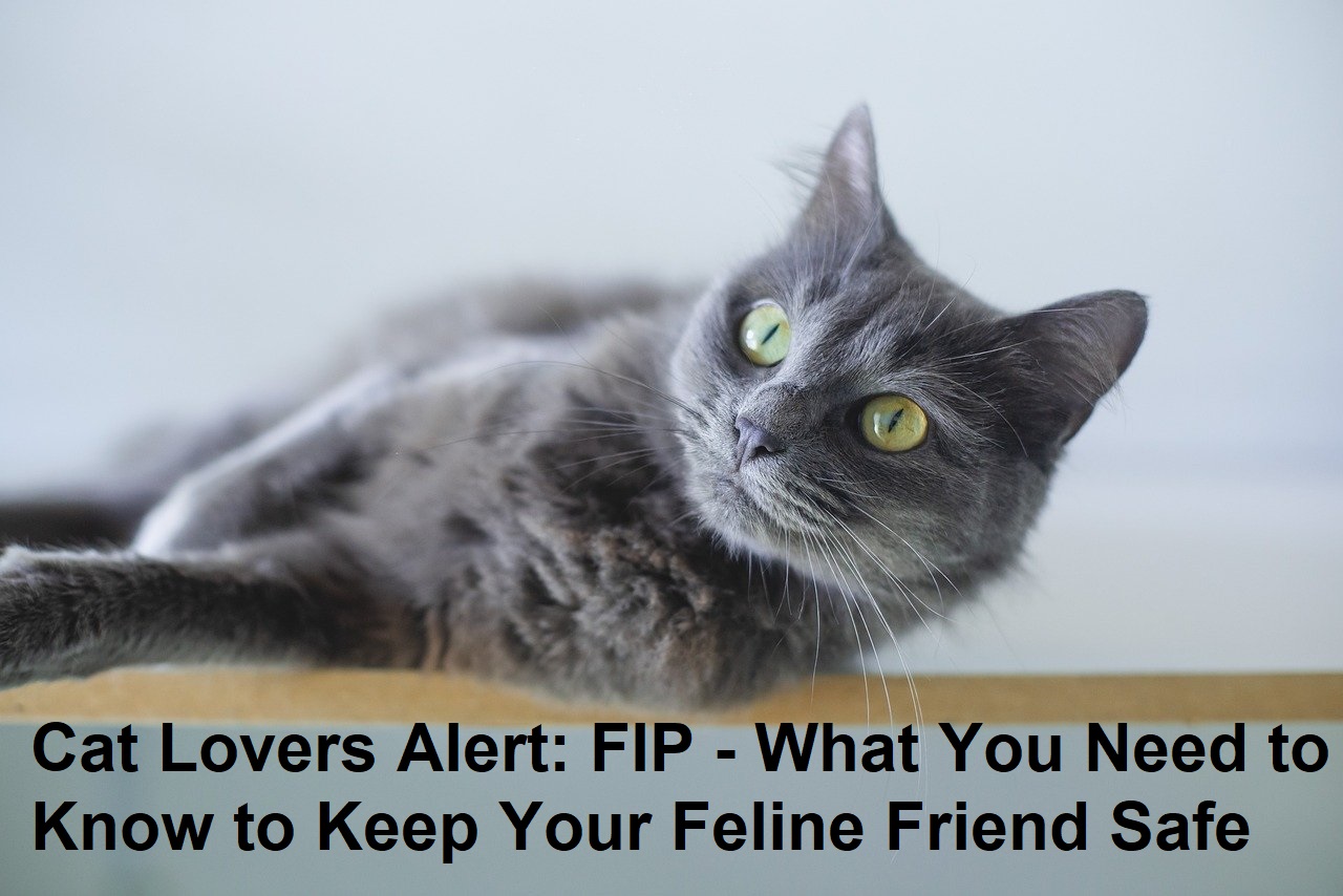 Cat Lovers Alert: FIP - What You Need to Know to Keep Your Feline Friend Safe