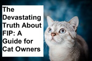 The Devastating Truth About FIP: A Guide for Cat Owners