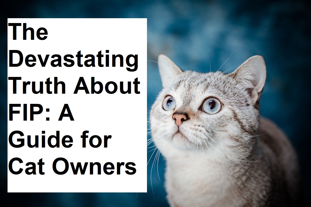 The Devastating Truth About FIP: A Guide for Cat Owners