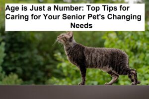 Age is Just a Number: Top Tips for Caring for Your Senior Pet's Changing Needs