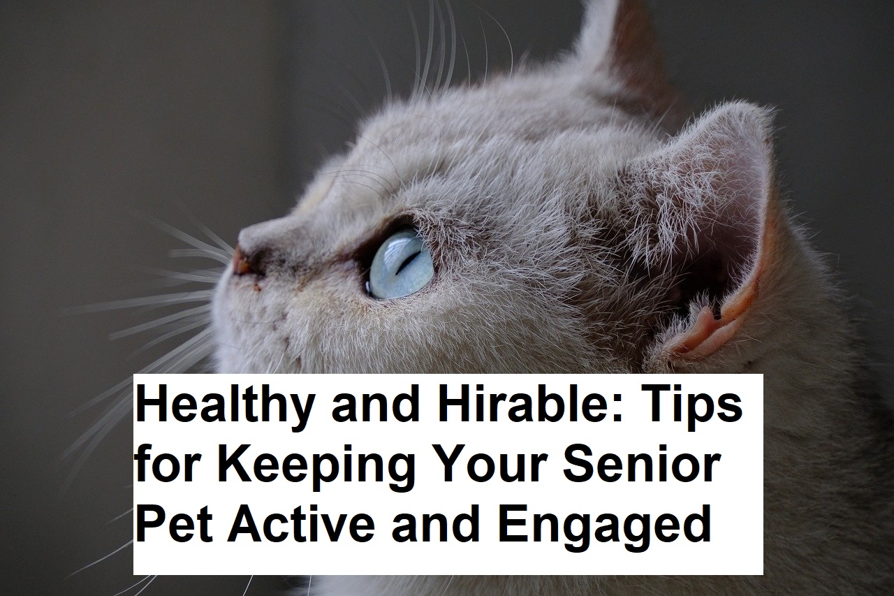 Healthy and Hirable: Tips for Keeping Your Senior Pet Active and Engaged