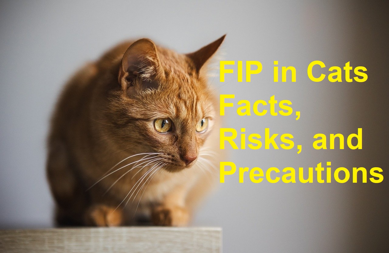 FIP in Cats - Facts, Risks, and Precautions