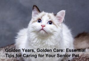 Golden Years, Golden Care: Essential Tips for Caring for Your Senior Pet