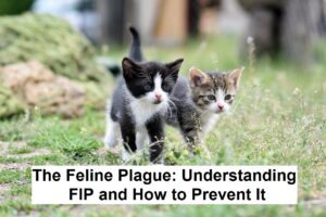 The Feline Plague: Understanding FIP and How to Prevent It