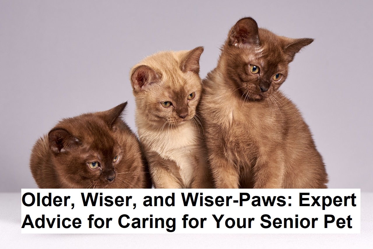 Older, Wiser, and Wiser-Paws: Expert Advice for Caring for Your Senior Pet