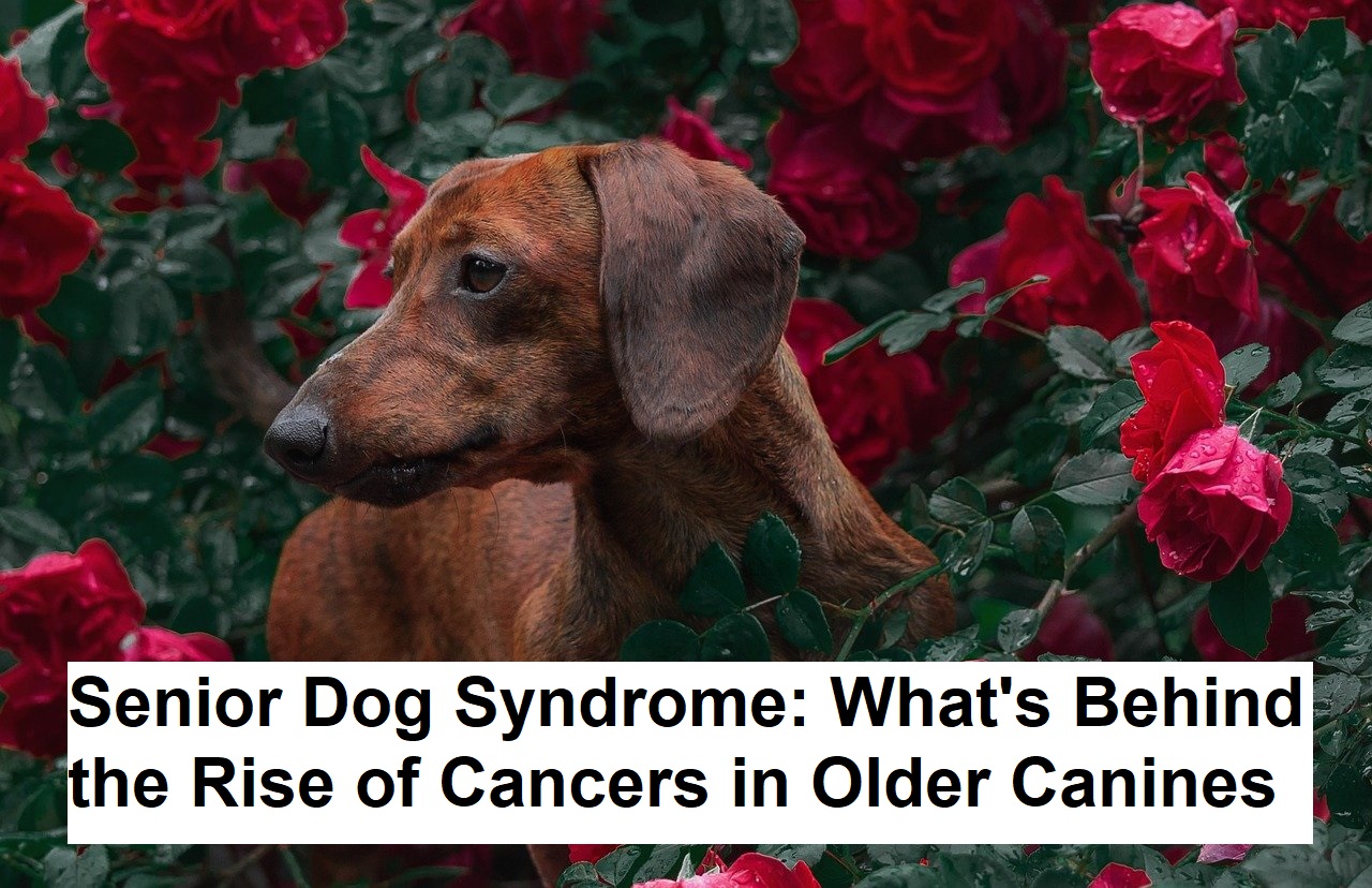 Senior Dog Syndrome: What's Behind the Rise of Cancers in Older Canines