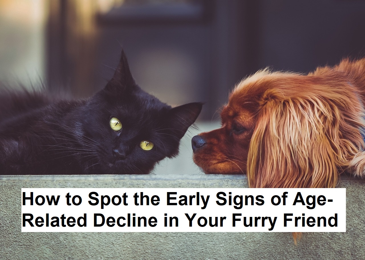 How to Spot the Early Signs of Age-Related Decline in Your Furry Friend