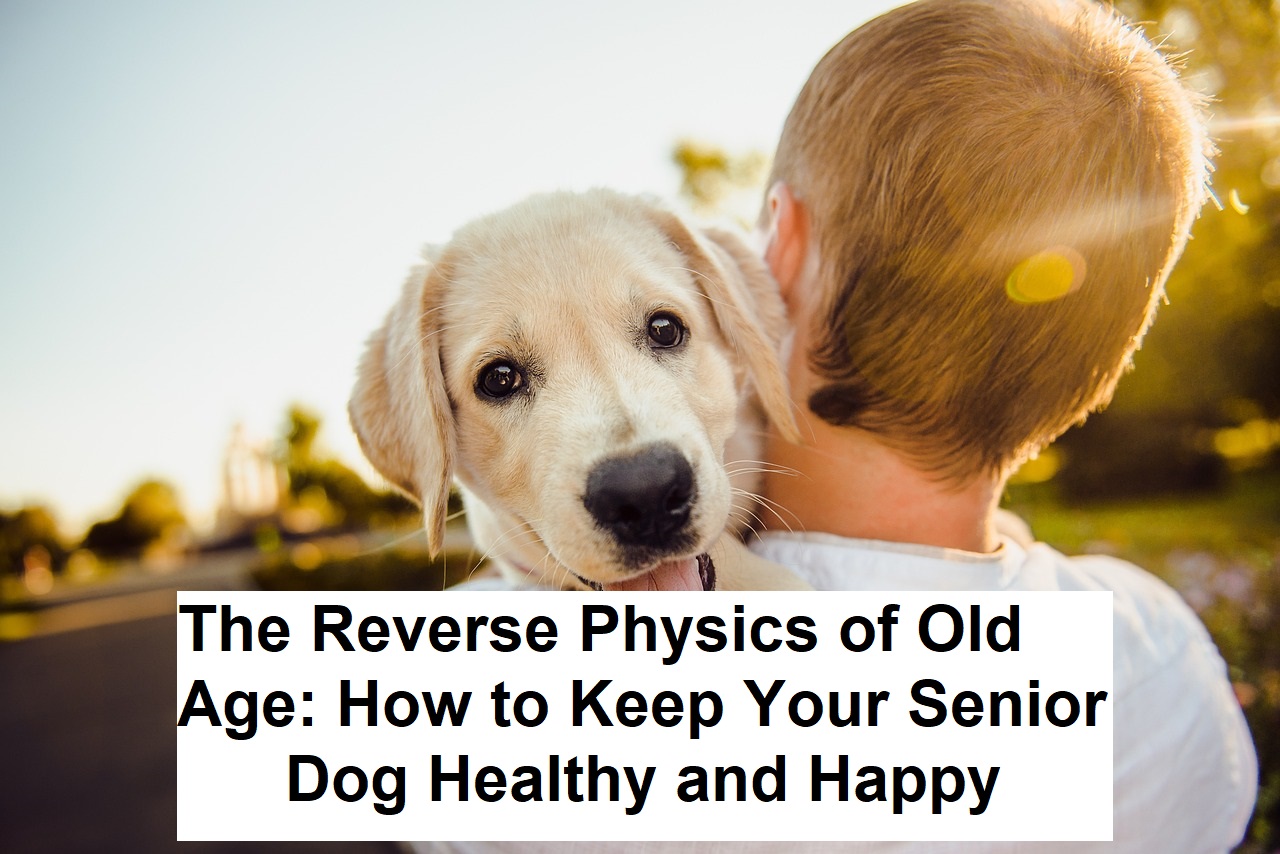 The Reverse Physics of Old Age: How to Keep Your Senior Dog Healthy and Happy