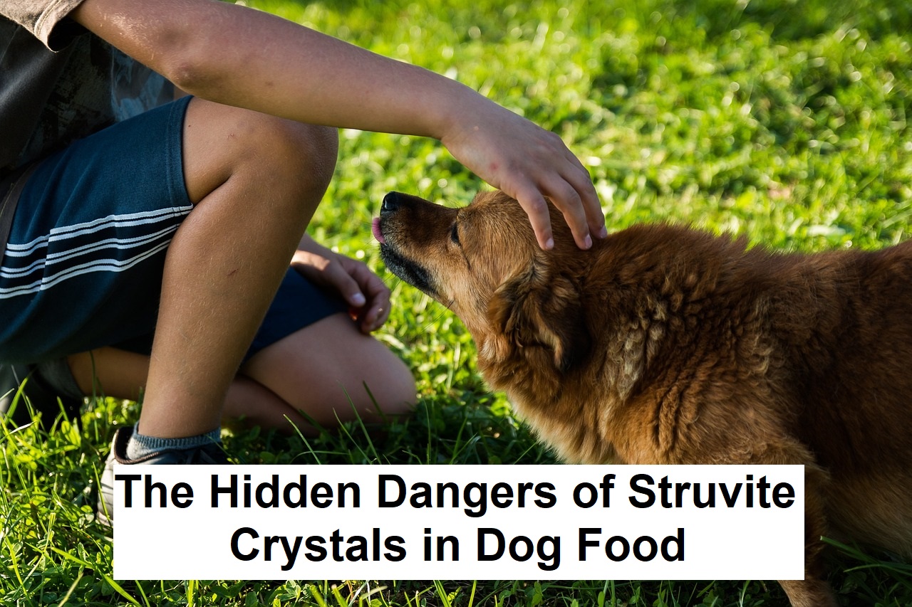 The Hidden Dangers of Struvite Crystals in Dog Food