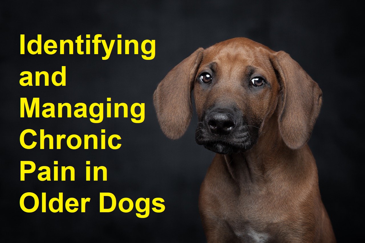 Identifying and Managing Chronic Pain in Older Dogs