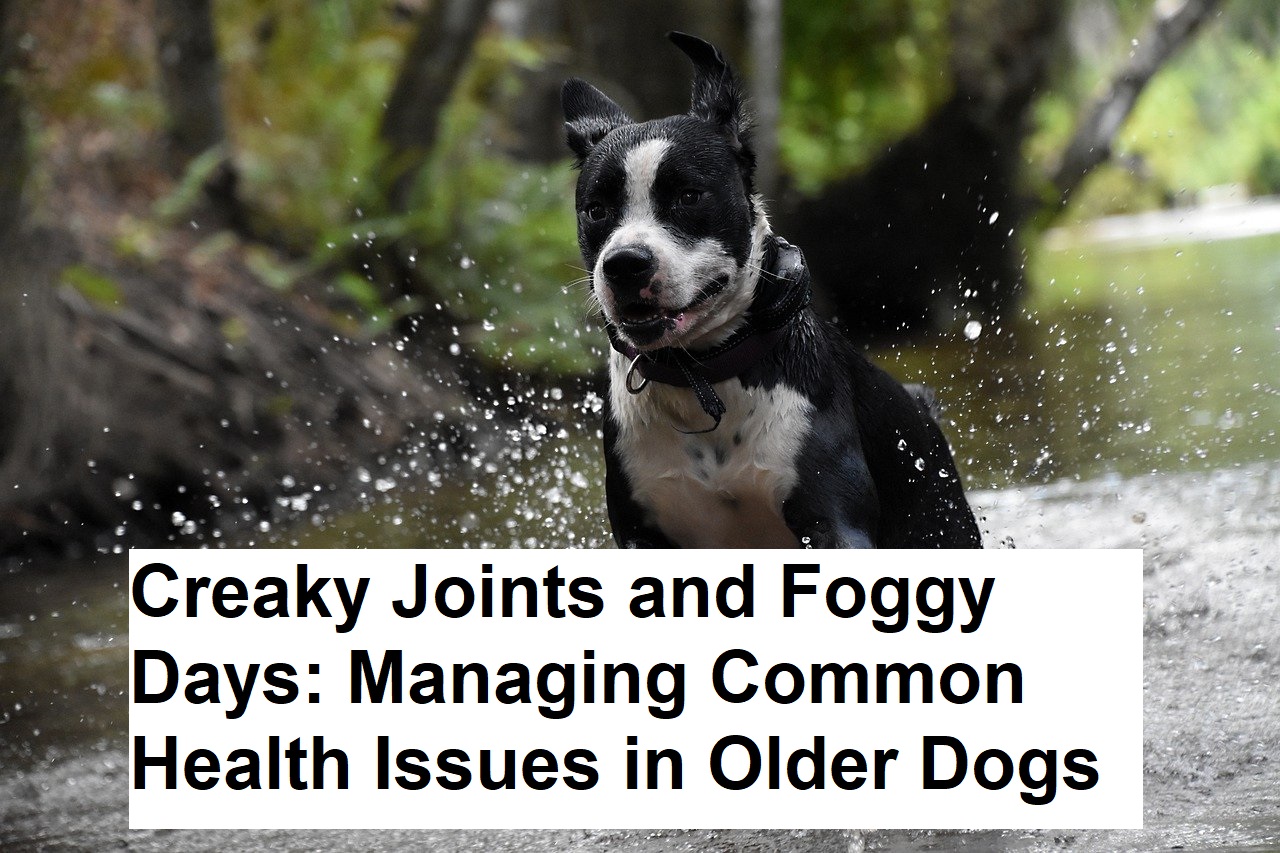 Creaky Joints and Foggy Days: Managing Common Health Issues in Older Dogs