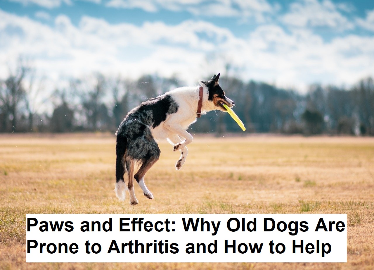 Paws and Effect: Why Old Dogs Are Prone to Arthritis and How to Help