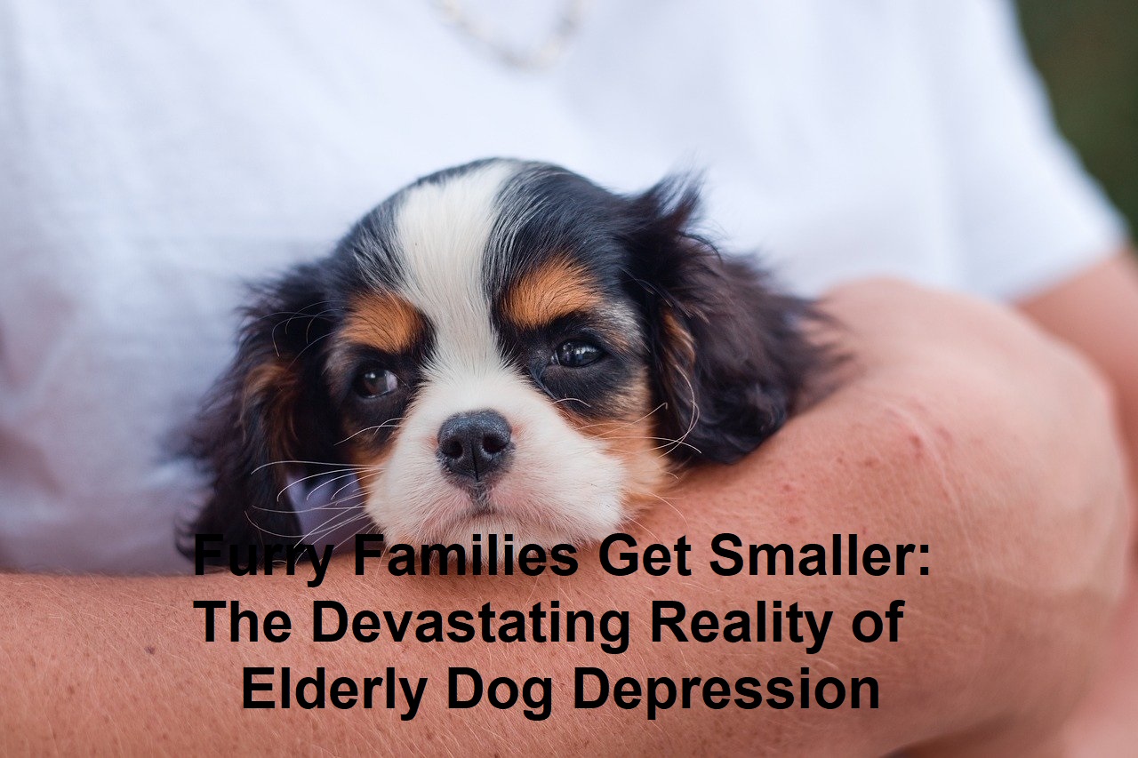 Furry Families Get Smaller: The Devastating Reality of Elderly Dog Depression