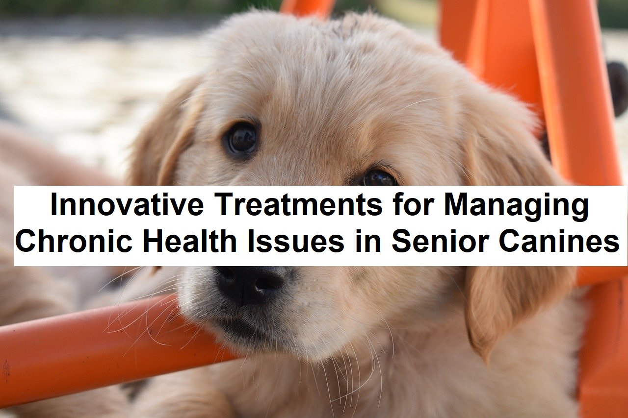 Innovative Treatments for Managing Chronic Health Issues in Senior Canines