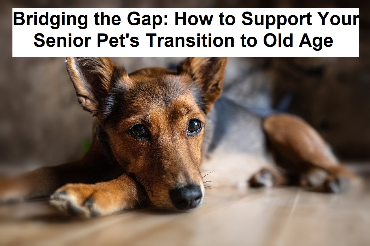 Bridging the Gap: How to Support Your Senior Pet's Transition to Old Age