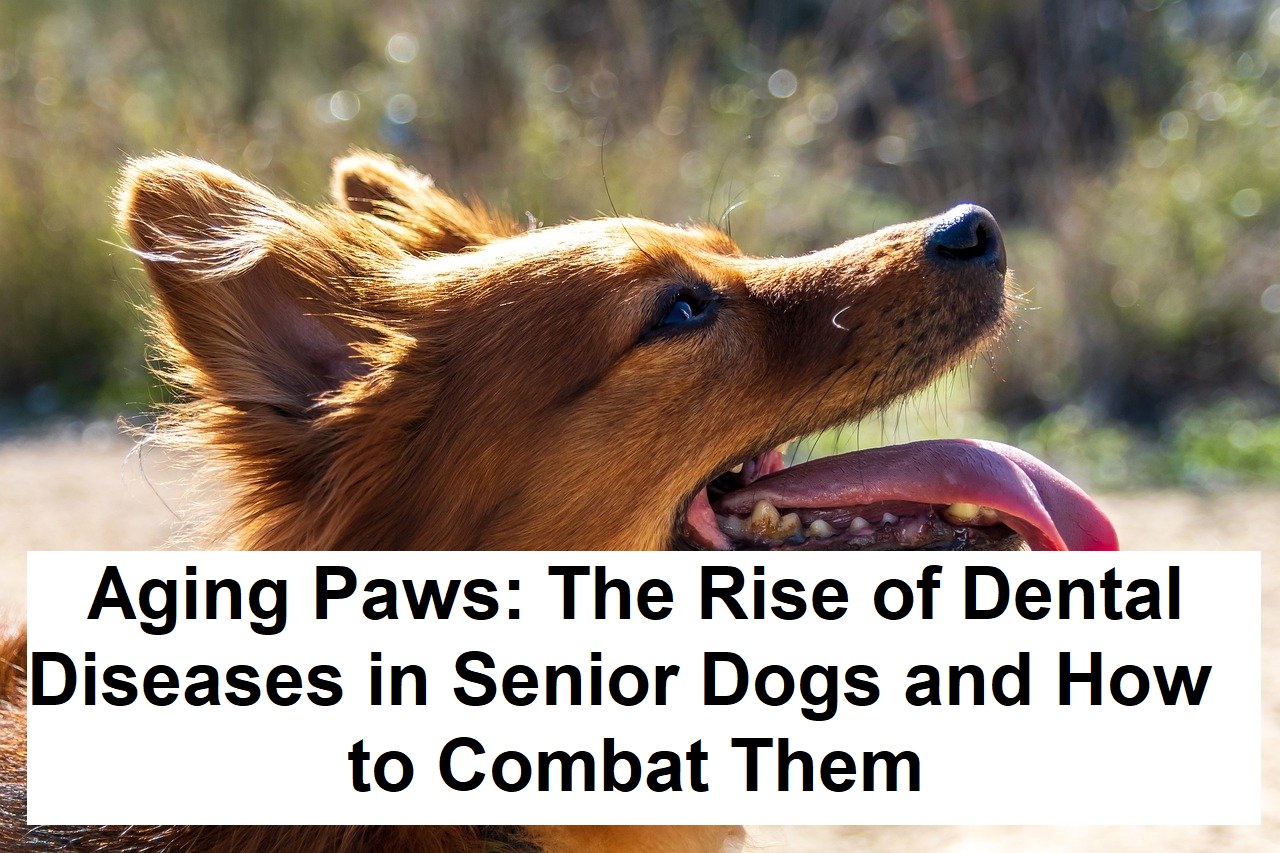 Aging Paws: The Rise of Dental Diseases in Senior Dogs and How to Combat Them