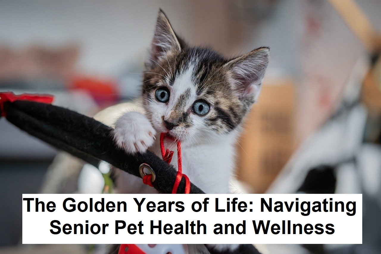 The Golden Years of Life: Navigating Senior Pet Health and Wellness