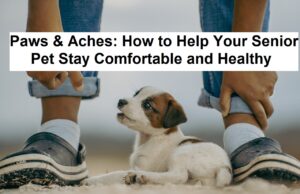 Paws & Aches: How to Help Your Senior Pet Stay Comfortable and Healthy