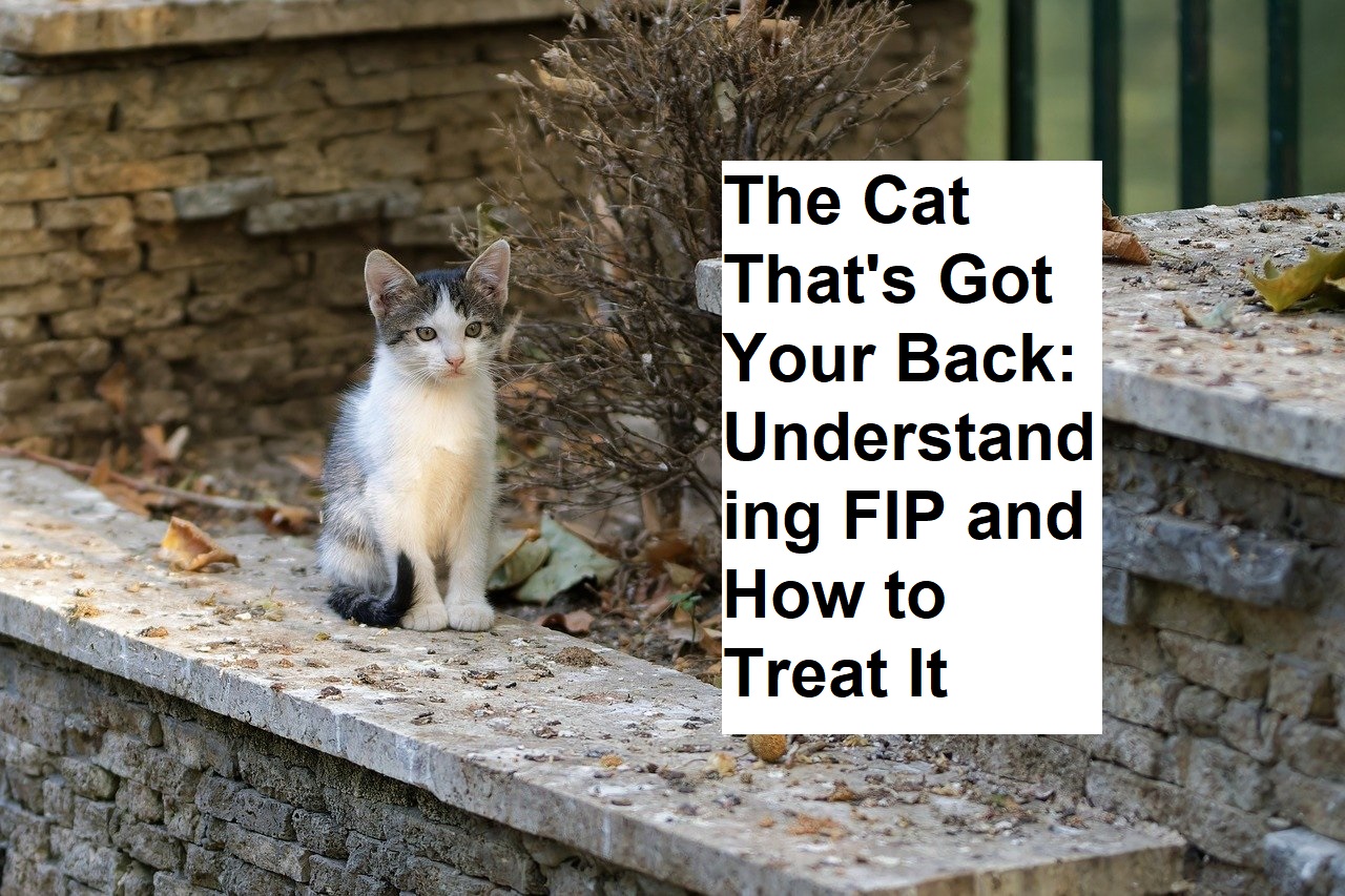 The Cat That's Got Your Back: Understanding FIP and How to Treat It