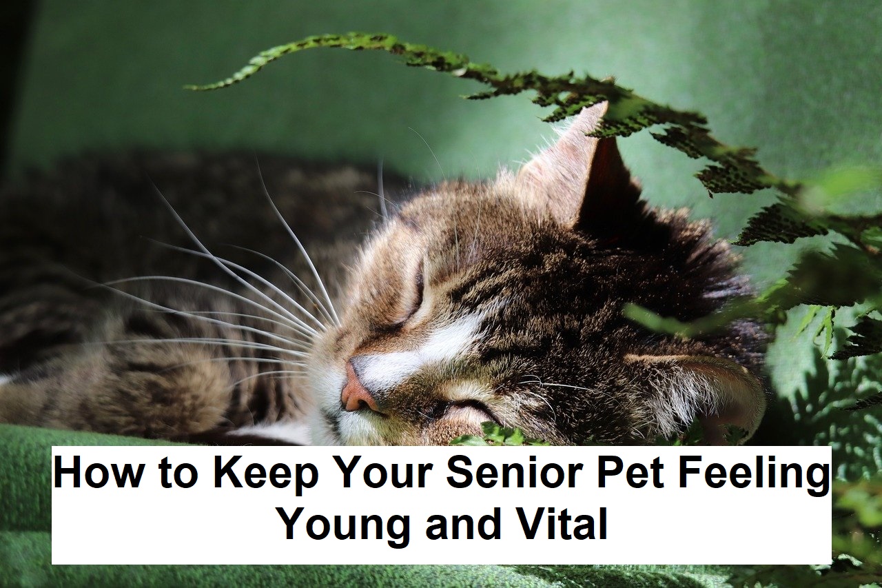 How to Keep Your Senior Pet Feeling Young and Vital