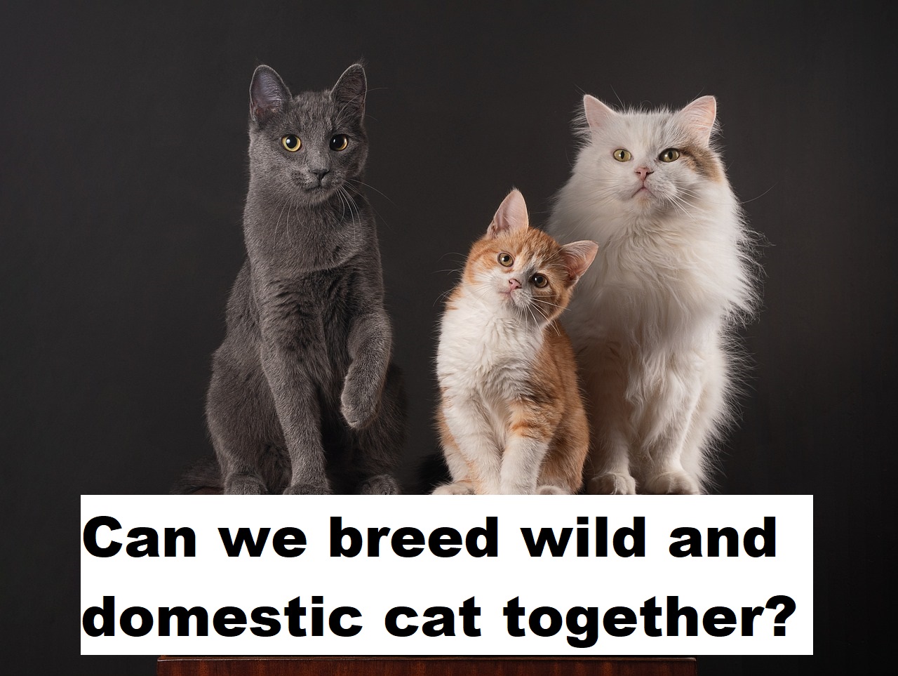 Can we breed wild and domestic cat together?