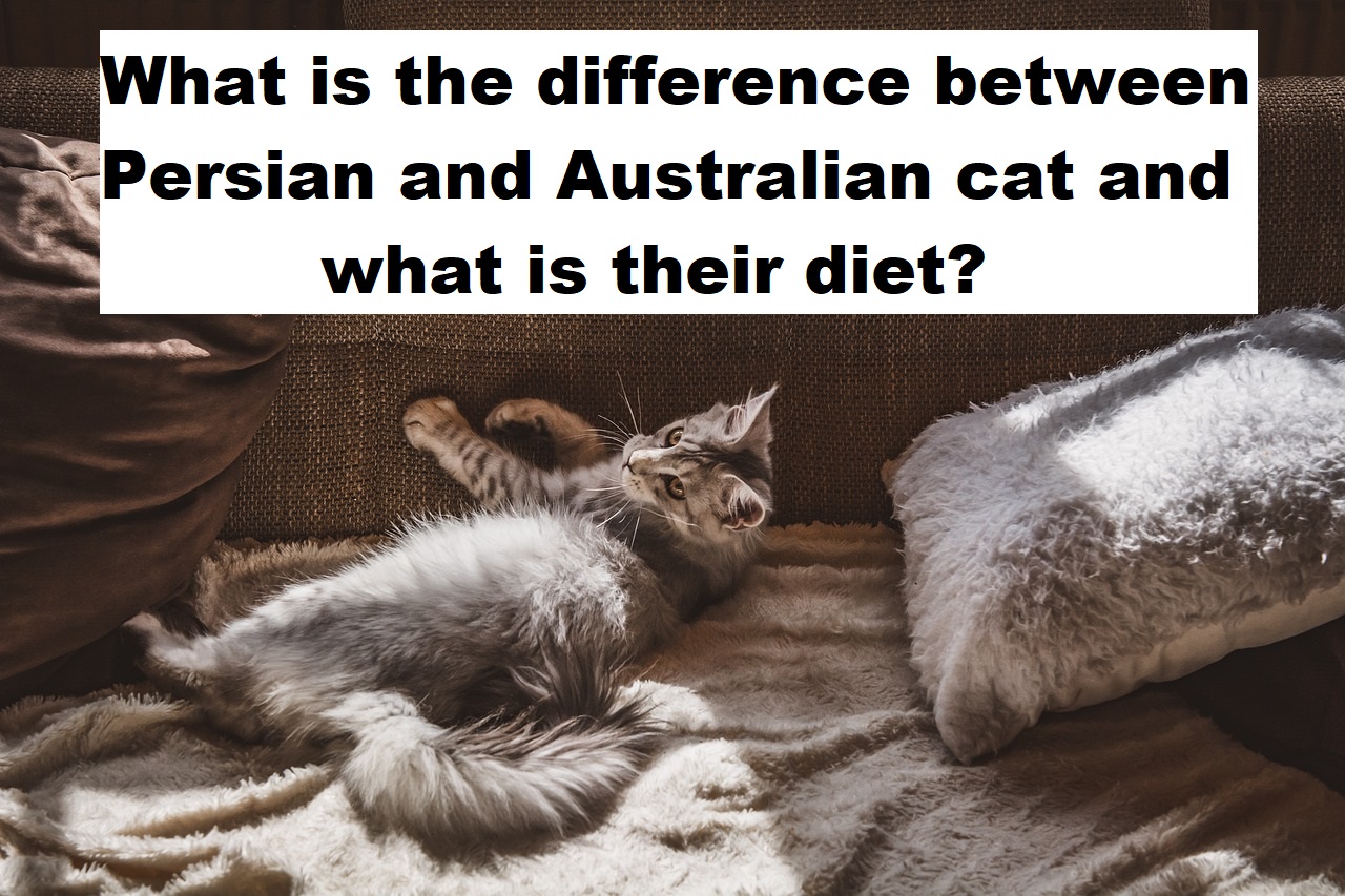 What is the difference between Persian and Australian cat and what is their diet?