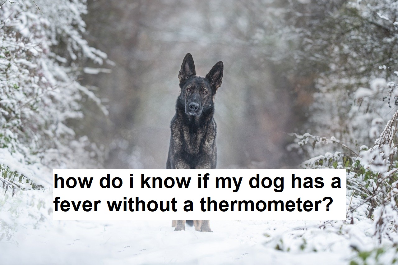 how do i know if my dog has a fever without a thermometer?