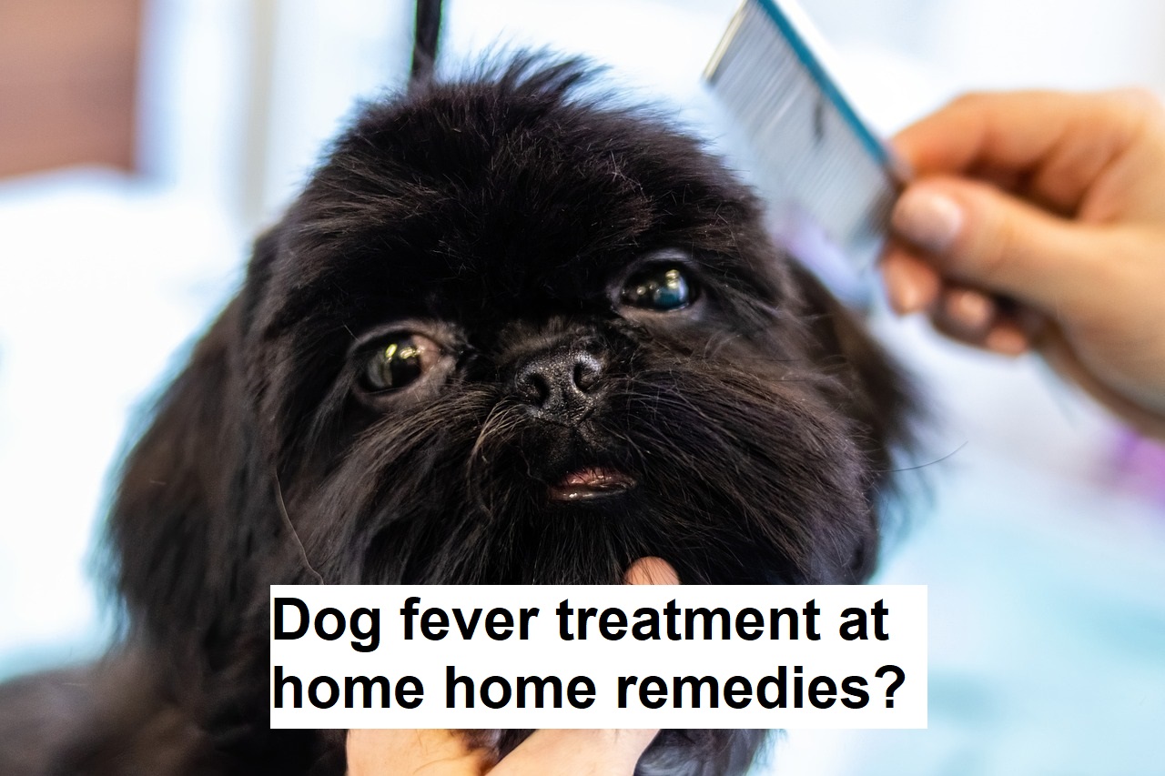 Dog fever treatment at home home remedies?