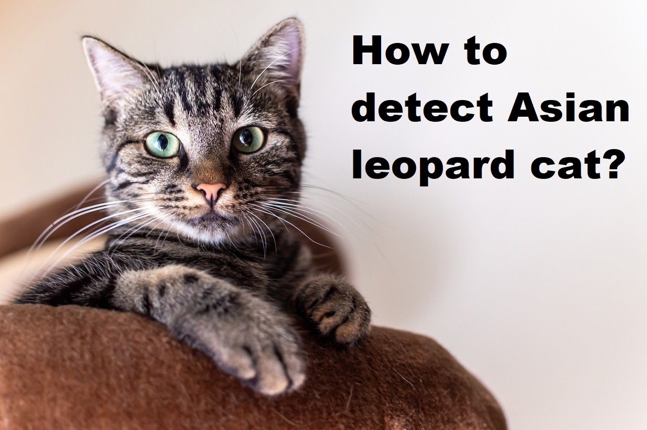 How to detect Asian leopard cat?