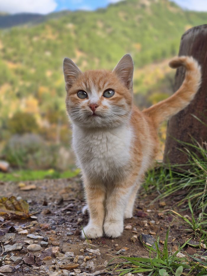 Cute ginger kitten posing on a natural background, showcasing its curious nature.