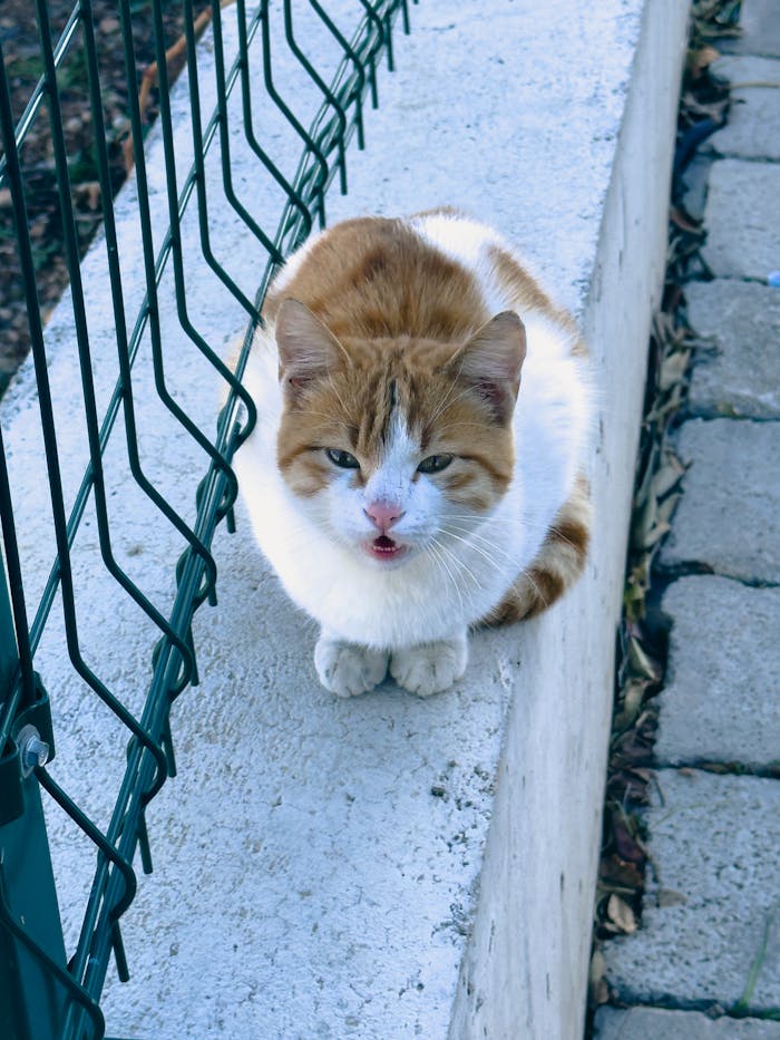 services-04 Charming ginger and white cat resting on a wall beside a metal fence in Palu, Türkiye.