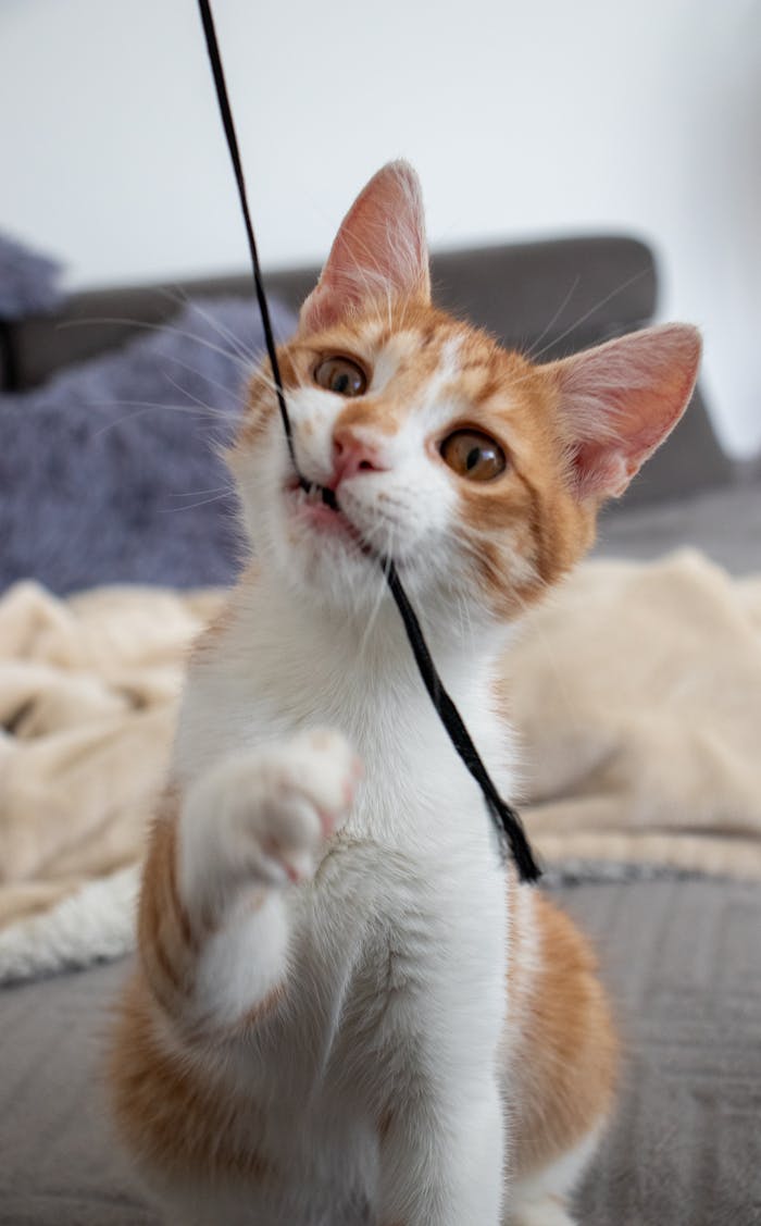 services-02 Adorable orange and white kitten playing with a black string indoors on a cozy couch.