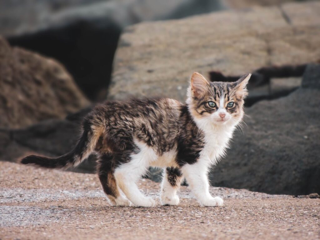 pexels photo 35241278 A cute kitten explores a rocky outdoor area, showcasing curiosity and adventure.
