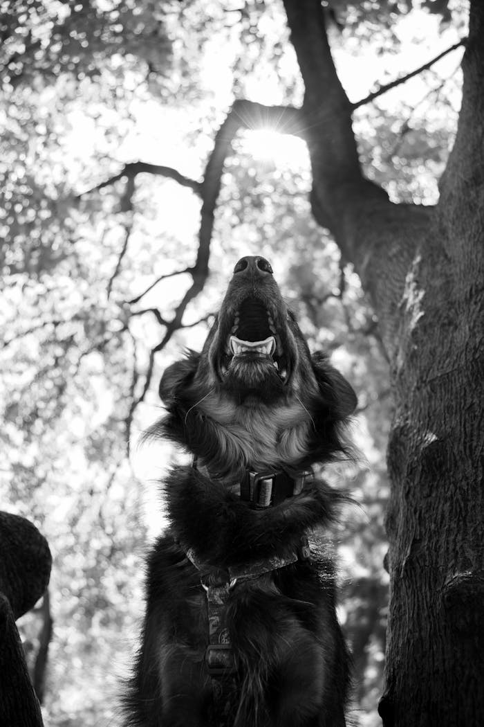 about-bg A dramatic black and white photo of a dog howling in a forest setting.