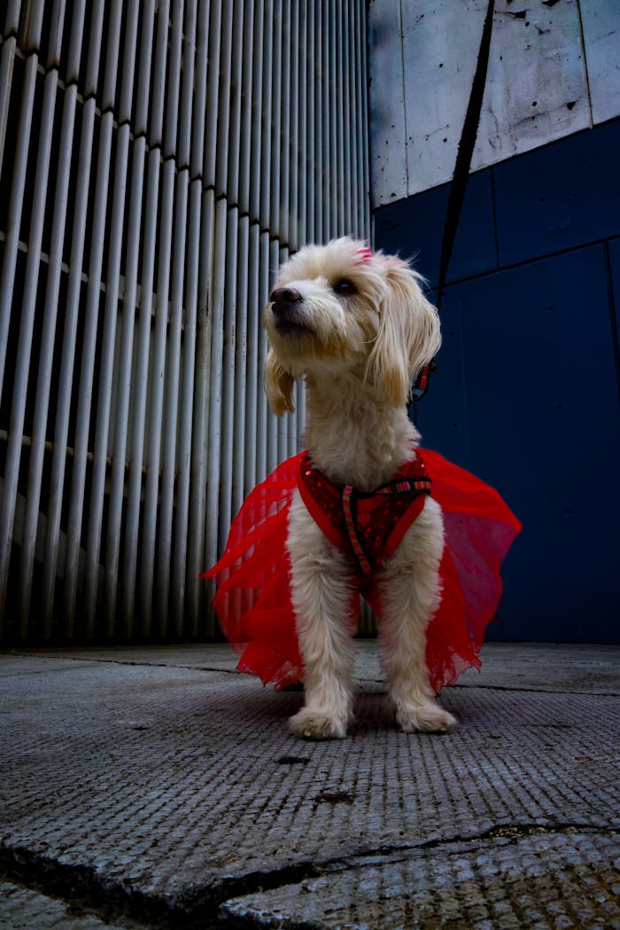 services-03 Charming small dog wearing a red dress stands confidently against an urban blue and grey backdrop.