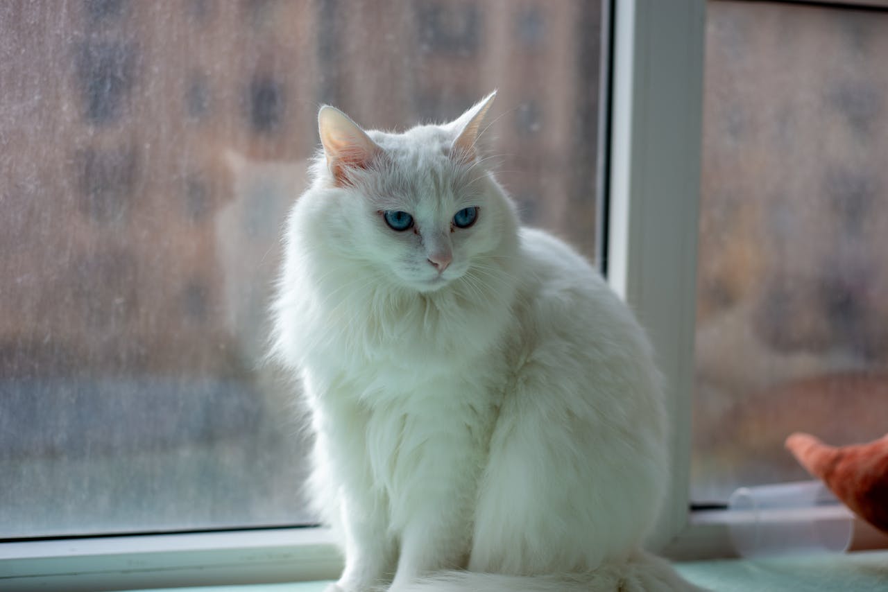 Beautiful fluffy white cat with blue eyes sitting by a window indoors, looking outside with curiosity.